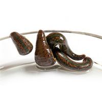 Пиявка медицинская 1 шт